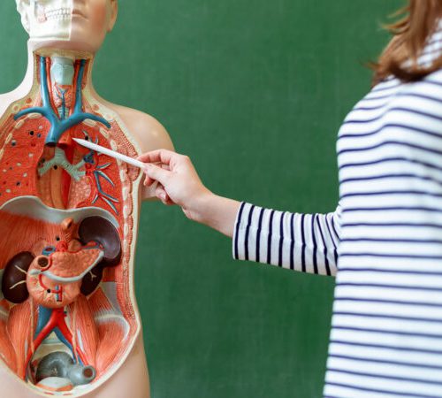 Czy modele anatomiczne są nam pożądane w podstawówkach czy wysyłają się tylko dla specjalistów i uczni.
