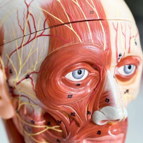 Modele anatomiczne w marketach online, które są niezwykle znane dla kupujących