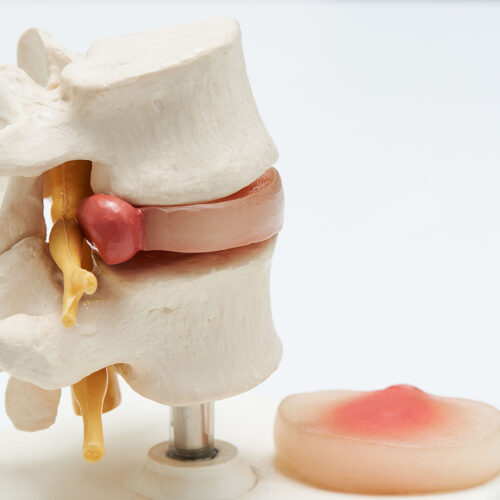 Modele anatomiczne układu pokarmowego – fundament nauki w nauce o człowieku