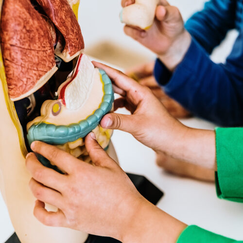 Modele anatomiczne — Innowacyjne wizualizacje szkoleniowe układu pokarmowego