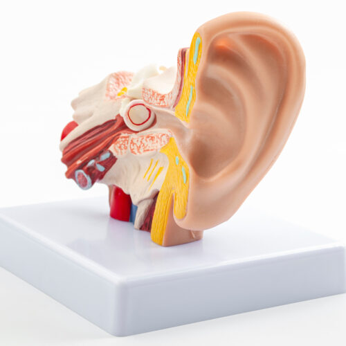 Modele anatomiczne – fundamentalne wsparcie w nauce i medycynie