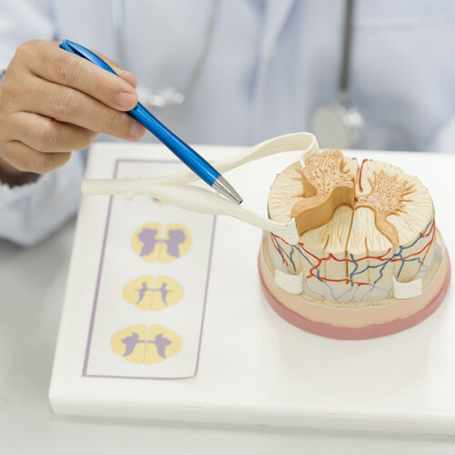 Modele anatomiczne układu pokarmowego – szkolenie i doświadczenie w naukach lekarskich