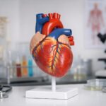 Modele anatomiczne: praktyczny przewodnik po narzędziach edukacji medycznej i weterynaryjnej