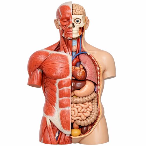 Anatomiczne modele w edukacji medycznej: praktyczny przewodnik dla uczelni, szkół i placówek