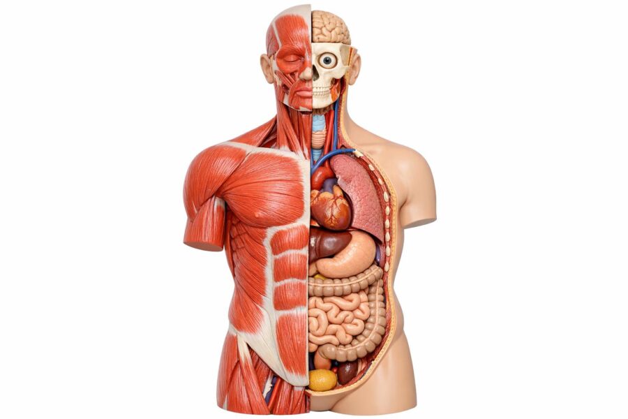 Anatomiczne modele w edukacji medycznej: praktyczny przewodnik dla uczelni, szkół i placówek
