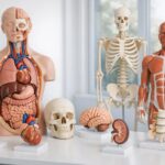 Anatomiczne modele dla gabinetów i pracowni medycznych — praktyczny przewodnik